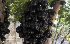 漳州自产自销树葡萄 